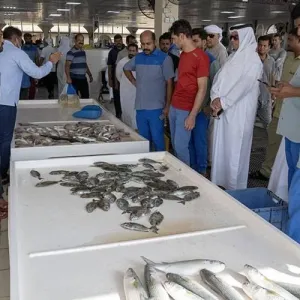 جمعية صيادي أم القيوين تعزز المخزون السمكي في الإمارة