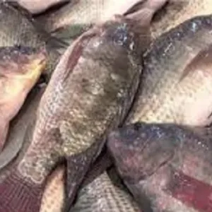 أسعار السمك والجمبري اليوم الجمعة 10-5-2024 في الأسواق