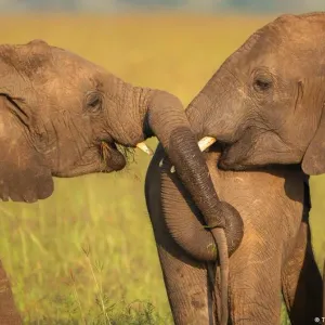 وجد باحثون أن #الفيلة تتبادل التحية مع بعضها البعض عن طريق سلسلة من #الإيماءات والأصوات، فما هي؟