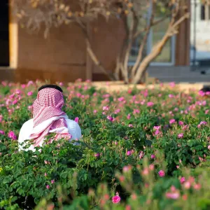 ريف السعودية: 960 مليونًا حجم إنتاج الورد في 2023