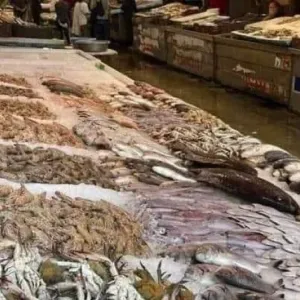 أسعار الأسماك في سوق المنيب بالجيزة اليوم الأحد 5-5-2024