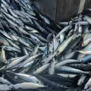 تراجع أسعار سمك الماكريل في الأسواق.. بكم الكيلو اليوم؟