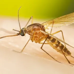 نصف سكان العالم معرضون لخطر الإصابة بالأمراض التي ينقلها البعوض