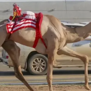 حلَّ ثالثًا في أول مشاركة بمهرجان ولي العهد للهجن.. "زاهر": سأحكي تجربتي لأصدقائي بمصر