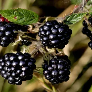 حقبة زراعية جديدة.. تطوير أول نوع توت أسود "بدون بذور" في العالم