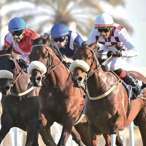 السبت السباق الثالث للخيل.. 72 جوادًا ومنافسات منتظرة على كؤوس الحصان العربي ومشاريع القصر
