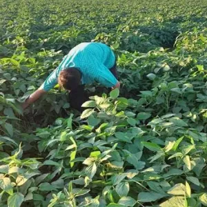 محافظ قنا: بدء استصلاح 400 فدان جديد لزراعة فول الصويا ضمن مشروع الـ 1000 فدان