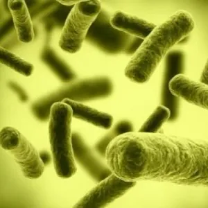 الفرق بين الفطريات والبكتيريا.. ما تأثير كل منهما على الإنسان؟