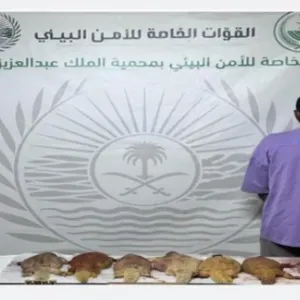 القبض على مخالف لنظام البيئة في محمية الملك عبدالعزيز الملكية