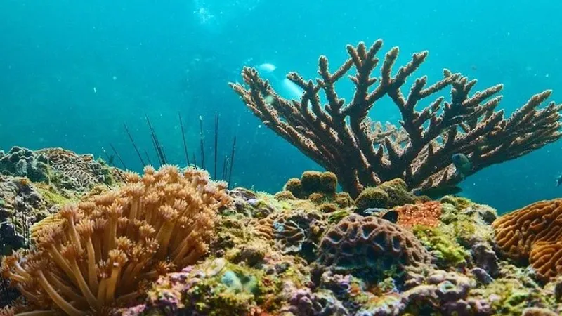 الشعاب المرجانيّة بمحافظة مسندم.. بيئةٌ جاذبة لمحبي الغوص