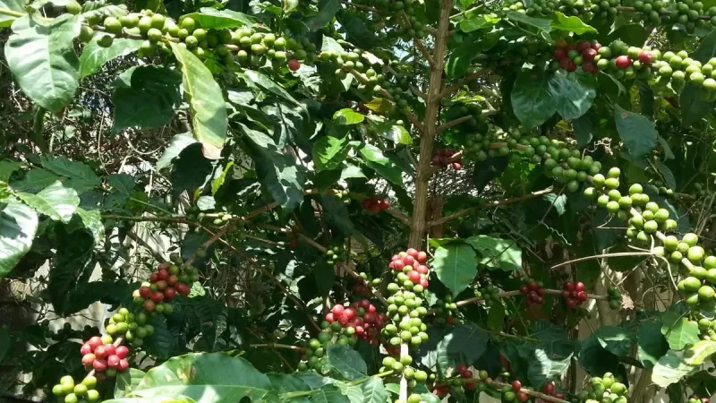 مسؤول: إنشاء أول مصنع للقهوة في جازان سيلعب دوراً رئيسياً في تطوير صناعة وزراعة البن في المملكة