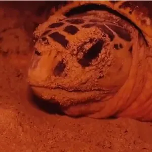بالفيديو.. البيئة توثق تعشيش السلاحف باستخدام الأضواء الحمراء وتنصح بتجنب بعض الشواطئ