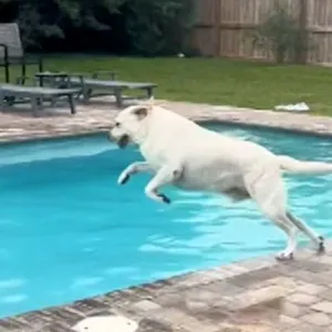 فيديو طريف.. شاهد ما يفعله هذا الكلب عندما يرى بركة السباحة
