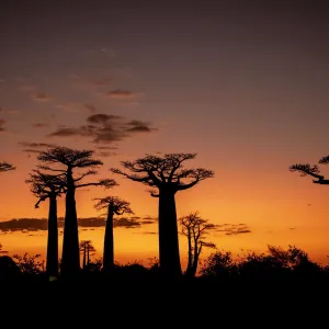 هل فكّ العلماء لغز أشجار الباوباب التي يبلغ عمرها 1000 عام؟