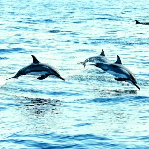 رصد عدد من الدلافين في المياه القطرية