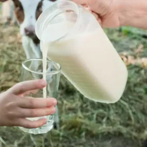 شرب الحليب الخام.. هل هو مفيد؟