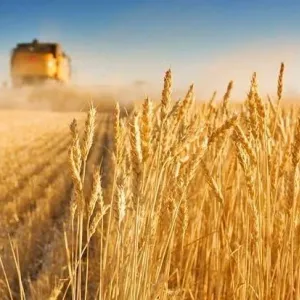 إطلاق برنامج لتحسين إنتاجية القمح والشعير في السعودية يرتكز على 3 محاور