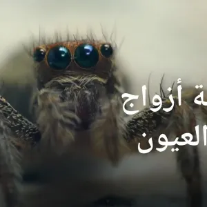 كيف تتطور أعين العناكب؟  | المستقبل الآن