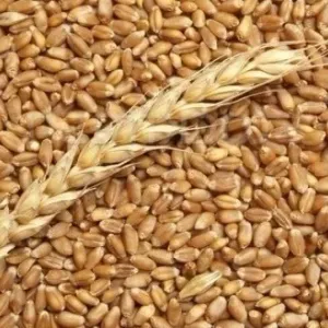 تونس تطرح مناقصة لشراء نحو 25 ألف طن من القمح