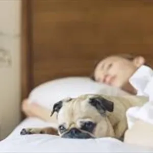 هل يؤثر مشاركة السرير مع الحيوانات الأليفة على جودة النوم؟