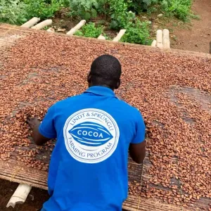 التهريب حيلة مزارعي الكاكاو في غانا أمام تدهور عملتهم