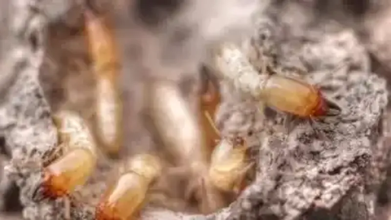 دراسه جديدة: تغير المناخ يتسبب في تفشي النمل الأبيض على نطاق أوسع