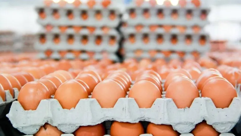 شعبة بيض المائدة: الأسعار لن ترتفع في شم النسيم.. وهذه تكلفة الكرتونة للمستهلك