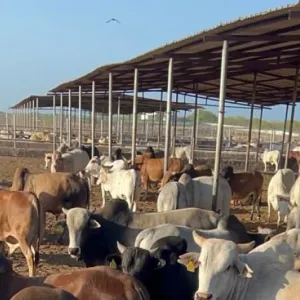 عضو جمعية رجال الأعمال: شحنة ماشية صومالية تصل مصر قريبا