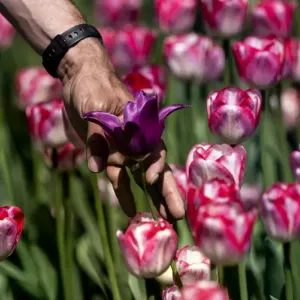 هولندا تتبرع بـ 100 ألف زهرة توليب لمدينة لفيف الأوكرانية https://arabic.euronews.com/2024/04/19/ukraine-lviv-flower-tulips-therapy-netherlands-donate...
