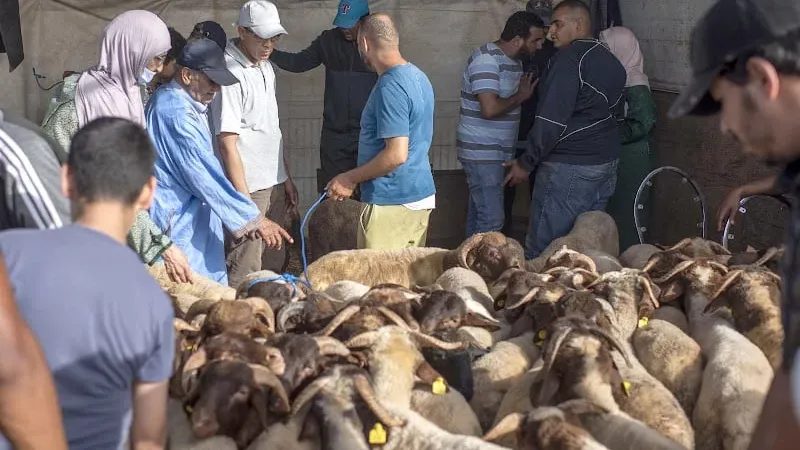 "مربو الأغنام" يؤكدون وفرة عرض عيد الأضحى في مختلف الأسواق المغربية