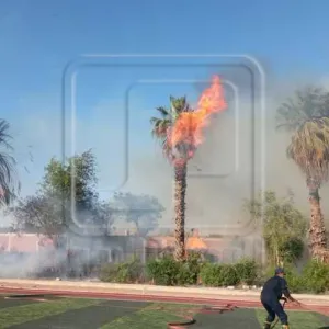 اندلاع حريق بنخيل وأشجار مدرسة في المنيا والحماية المدنية تمنع امتداده (صور)