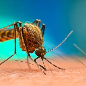 علماء: نصف سكان العالم عرضة لخطر الإصابة بالأمراض التي ينقلها البعوض