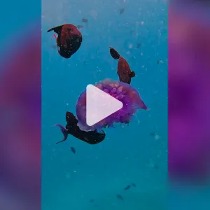 سعودي يوثق مشهد التهام "عصابة" من الأسماك لقنديل بحر "غير محظوظ" في ساحل جدّة