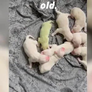 فيديو لكلبة وُلدت بلون أخضر غريب يحصد ملايين المشاهدات
