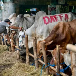 استجمام قبل الذبح.. "صالون تدليك" للأبقار في إندونيسيا قبل عيد الأضحى (صور)