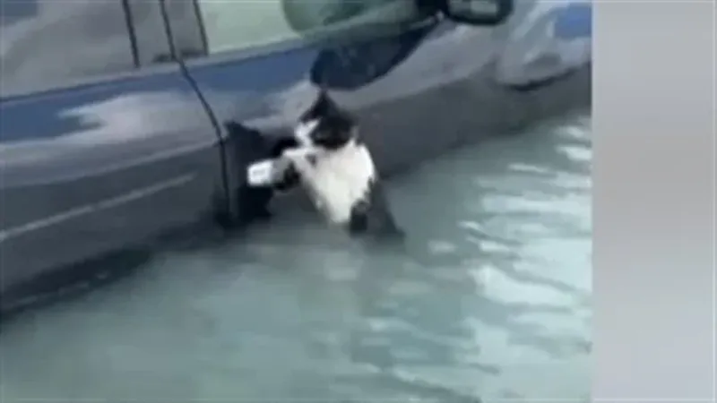 ظلت متشبثة بمقبض سيارة.. لحظة إنقاذ قطة من الغرق بسيول الإمارات| فيديو