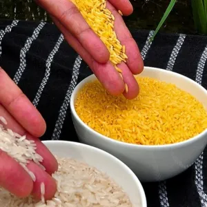 الأرز الذهبي.. هل هو حل صحي لنقص فيتامين أ؟