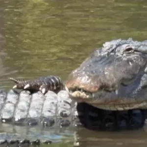عملية إنقاذ مثيرة: تدخل رجال شجعان لإزالة تمساح عملاق يهدد بحيرة مزدحمة