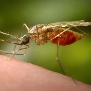 أكثر من نصف سكان العالم عرضة لخطر الإصابة بالأمراض التي ينقلها البعوض