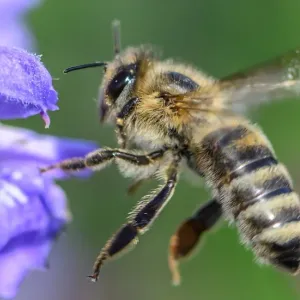 لماذا تتناقص أعداد النحل عالميا؟