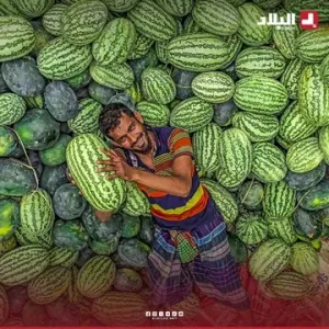 #بالصور.. عمال #بنغلاديش يأخذون قيلولة وسط كومة كبيرة من #البطيخ  الذي سيتم نقله إلى أسواق البلاد لتغطية الطلب المتزايد على الفاكهة في فصل #الصيف.