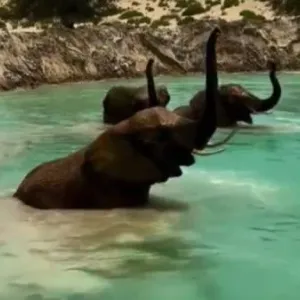 حمدان بن محمد ينشر فيديو رائعاً لأفيال تستمتع بتجمعات الماء في دبي