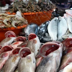 أسعار السمك اليوم السبت 15-6-2024 في الأسواق.. «البلطي» بـ60 جنيها