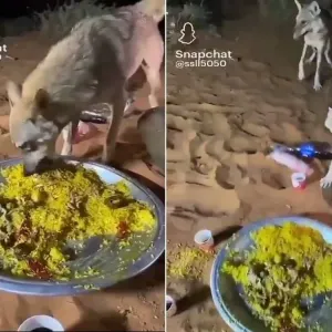 شاهد.. ذئاب يشاركون مجموعة من الشباب وجبة عشائهم في البر