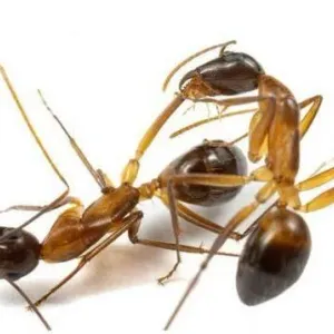 فيديو| اكتشاف مذهل.. هكذا يجري النمل عمليات بتر وعلاج لمصابي «النزاعات»