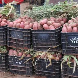مهنيون مغاربة يهددون بوقف إنتاج البطاطس بسبب استمرار حظر التصدير