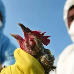 الفئات الأكثر عرضة للإصابة بمرض إنفلونزا الطيور.. تسبب في وفاة شخص بالمكسيك