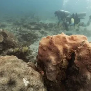 ترميم الشعاب المرجانية بصوتها