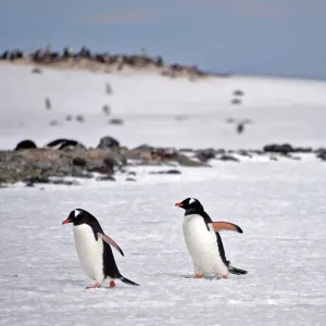 البطاريق في خطر... إنفلونزا الطيور يصل إلى القارة القطبية الجنوبية للمرة الأولى