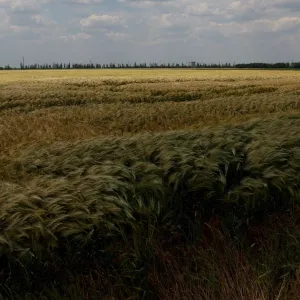 أوكرانيا تكشف سبب نضوج محاصيل شتوية قبل الأوان